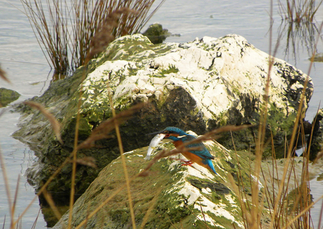 Martin pescatore in caccia